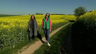 Czego możesz nie wiedzieć o rzepaku?