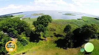 Koniki polskie od 70 lat zamieszkują mazurskie lasy - napisy