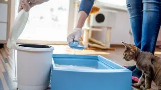 Ten żwirek uwiera w łapki, a ta kuweta wzmaga niepokój. Jak powinna wyglądać kocia toaleta?