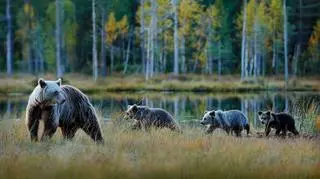Rodzina niedźwiedzi na polanie