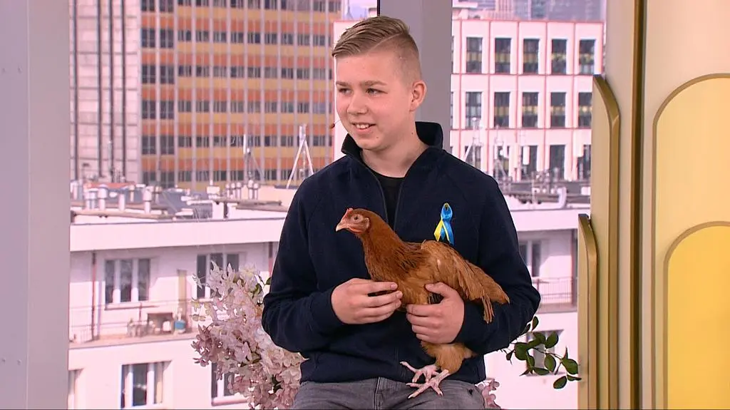Oliwier z kurą w studiu Dzień Dobry TVN