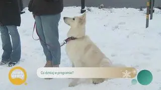 Przegląd butów na psie łapki 