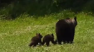 Urocza rodzinka misiów