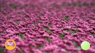 Chryzantemy nie tylko od święta - napisy