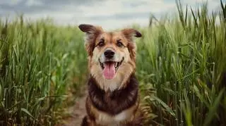 Światowy Dzień Kundelka i Dzień Ustawy o Ochronie Zwierząt to wyjątkowe święta w październiku