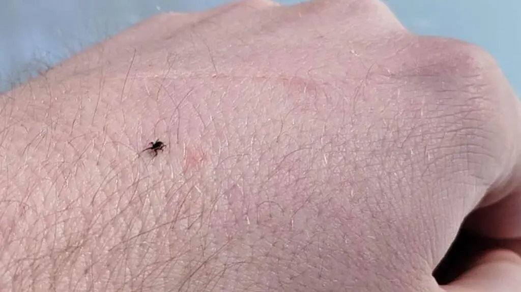 Kleszcze znów grasują w lasach. "Pasażer na gapę"