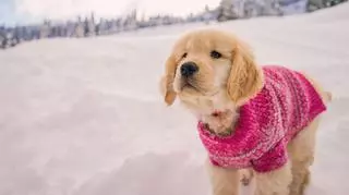 Zimowe ubrania dla psów. Na co zwrócić uwagę?