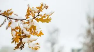 Śnieg na jesiennych liściach