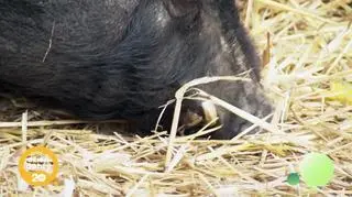 Czy Chromcia można uratować? (napisy)