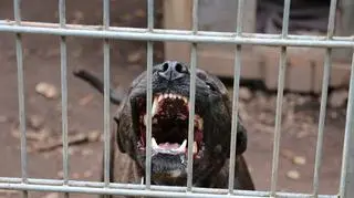 Śmietelne pogryzienie 2-latka. "Straciłem syna"