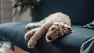 Ktoś obcina palce psom. Sprawcy poszukiwani
