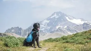 Szukasz psa, który będzie towarzyszyć Ci w aktywnych wyzwaniach? Poznaj rasę flat coated retriever