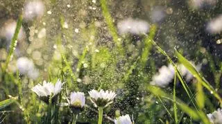 Kwiaty polane wodą