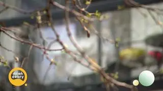 Balkony – czego to na nich nie ma? 