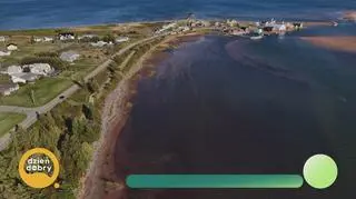 Światowa stolica homara