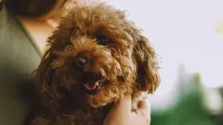Uroczy, żywiołowy i inteligentny - co warto wiedzieć o psie rasy pudel toy? 