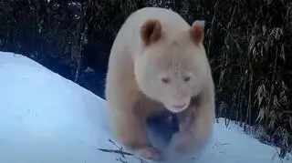To pierwsza w historii biała panda. Unikatowe nagranie z Chin obiegło świat