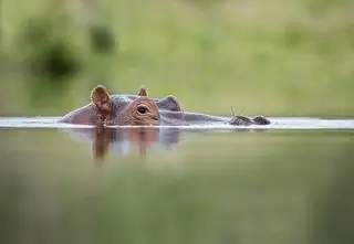 Nie żyje 50 hipopotamów. Do sieci trafiło dramatyczne nagranie 