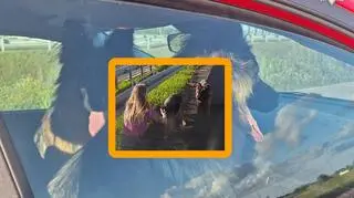 Policjantka z Częstochowy uratowała dwa psy na drodze ekspresowej. "Sytuacja była naprawdę niebezpieczna"