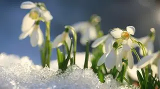 Przebiśniegi pod śniegiem