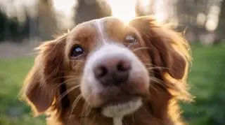 Uważaj, co mówisz przy psie. Może zrozumieć coś czego byś nie chciał