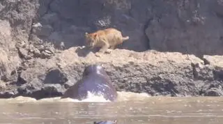 Dramatyczna walka o życie. Lwiątka kontra hipopotamy w afrykańskiej rzece