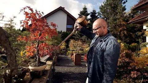 Czym jest sztuka bonsai?