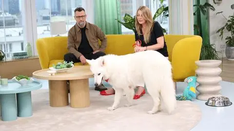 Dlaczego pies gryzie meble? Behawiorysta radzi, co robić