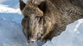 Dziki coraz częściej pojawiają się w miastach. "My robimy krzywdę zwierzętom"