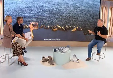 Foki wróciły nad nasze wybrzeże. "To naprawdę cud"