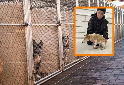 Okrucieństwo wobec psa, który był częścią "spadku". "Liczy się tylko majątek, a nie kundelek, który dla nich był niczym"