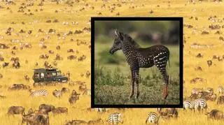 Ma kropki zamiast pasków. Odnaleziono zebrę, która jest prawdziwym cudem natury