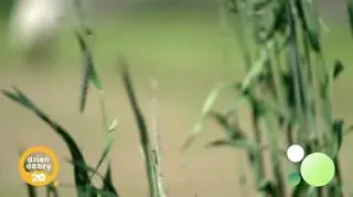 Brat Zenon  - napisy