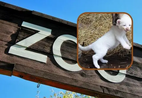 Niezwykłe narodziny w zoo. Takich zwierzaków na świecie jest zaledwie kilka