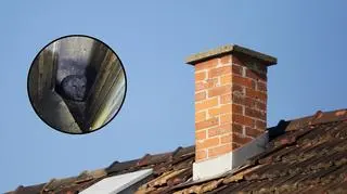 Sowa utknęła w kominie
