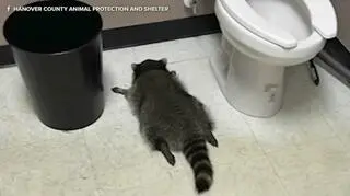 Szop włamał się do sklepu monopolowego, upił i zasnął. Podejrzenie recydywy