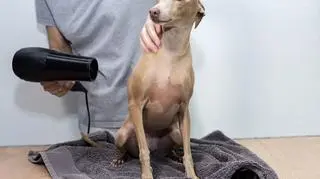 Jak prawidłowo dbać o sierść psów krótkowłosych? Oto praktyczny poradnik