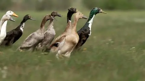 KOWALSKI_KACZKI_BIEGUSY_UMT