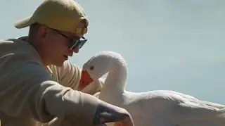 Gęś, która zaprzyjaźniła się z człowiekiem. "Zachowuje się jak pies"