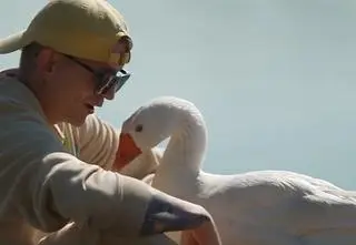 Gęś, która zaprzyjaźniła się z człowiekiem. "Zachowuje się jak pies"