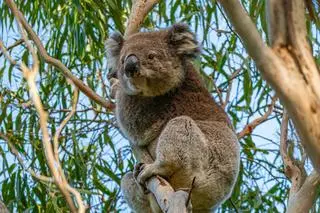 Koala