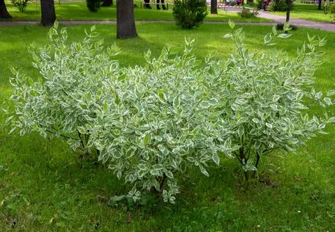 Dereń biały "Elegantissima" – zasady uprawy i pielęgnacji krzewu