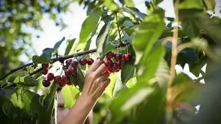 Dlaczego po czereśniach boli brzuch? Ile dziennie możemy ich zjeść?