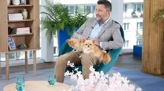 Mały pies z wielkim charakterem. Behawiorysta zdradza tajemnice rasy chihuahua