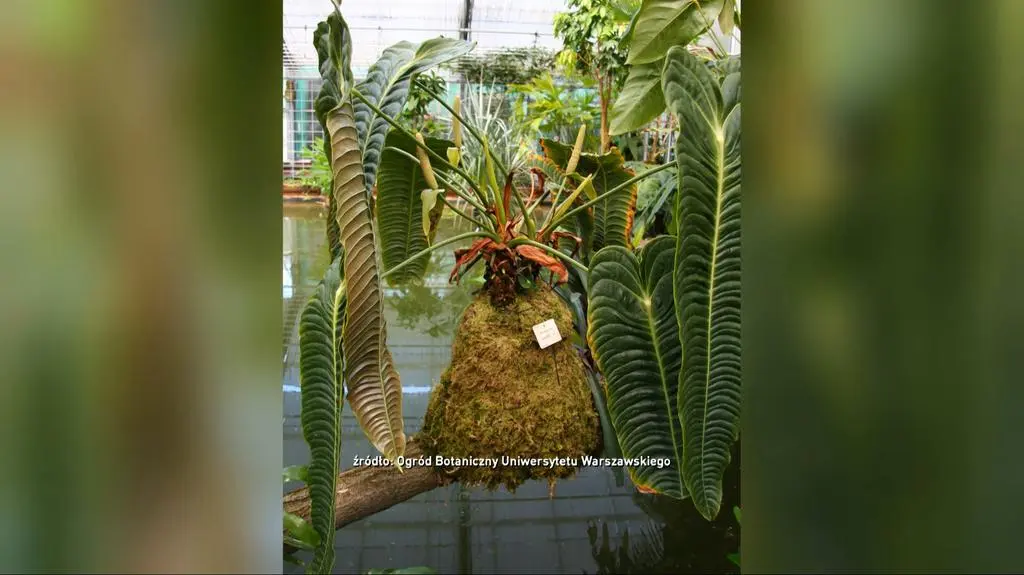Anthurium veitchii