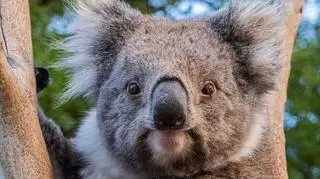 Dlaczego koale przytulają drzewa? Poznaj ciekawostki o tym uroczym zwierzaku 