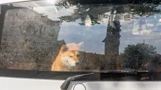 Zostawili psy w nagrzanym aucie. "Ciężko dyszały i były wycieńczone"