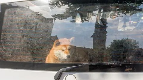 Pies w nagrzanym aucie