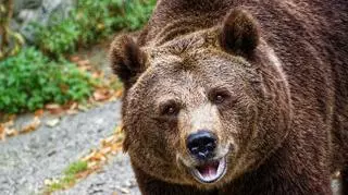 Grzybiarze i turyści alarmują: "Uwaga na niedźwiedzie!"
