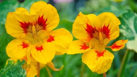 Nasturcja większa. Jak ją uprawiać? 